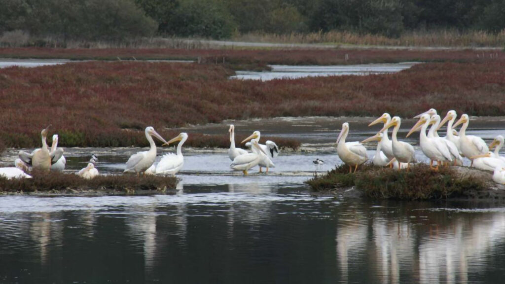 Pelicans at Elkhorn Slough National Estuarine Reserve in Northern California