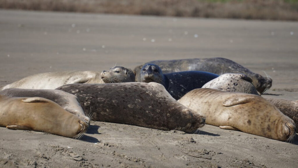Seals lying on the beach at Elkhorn Slough Harbor in Northern California